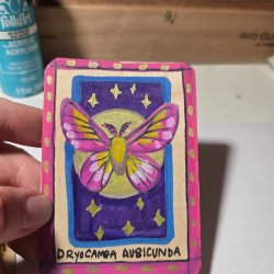 Rosy maple moth painted on maple veneer