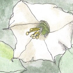 VDAthon 17 Jimsonweed