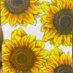Sunny.jpeg