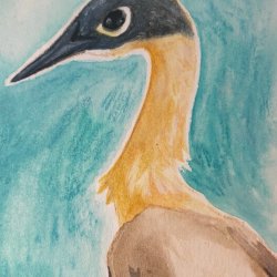 White-Backed Night Heron #048