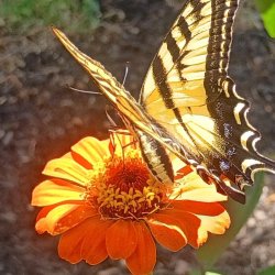 Swallowtail