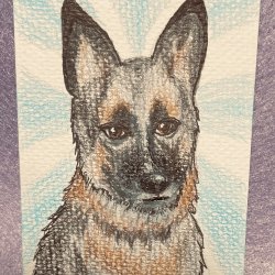 German Shepard for MMH