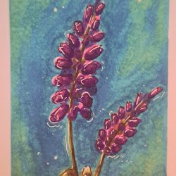 "Lavender"