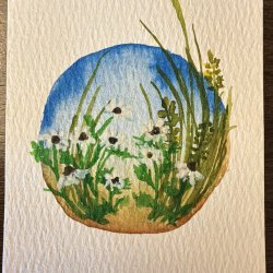 Daisies