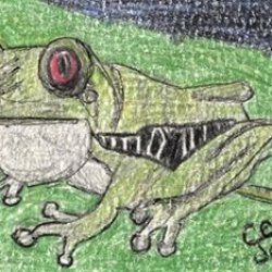 Red Eyed Tree Frog for wildholly