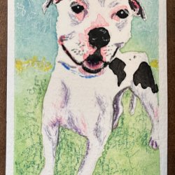 Media 'Penny' in album 'Pet portraits'
