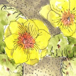 Yellow Prickly Pear Blossoms