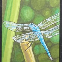 Summer Dragonfly