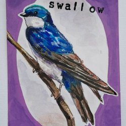 Tree swallow