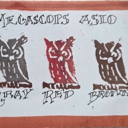 3 owls