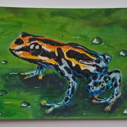 Poison dart frog