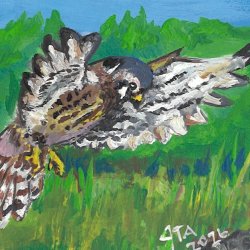 Hunting Kestrel.jpg