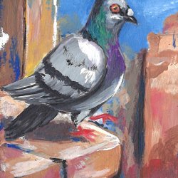 Rooftop Pigeon.jpg