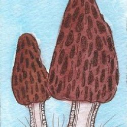 Touch of Tangle Morels