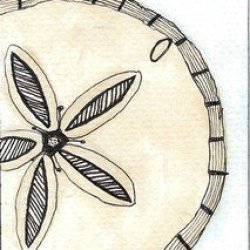 Touch of Tangle Sand dollar