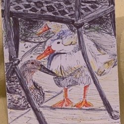 Ducks 3