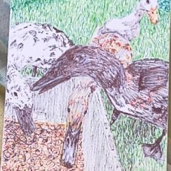 Ducks 5