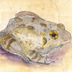 FAthon 3 Gopher Frog