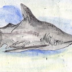 FAthon 4 shark