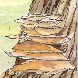 FAthon 6 Chicken of the Woods Fungus