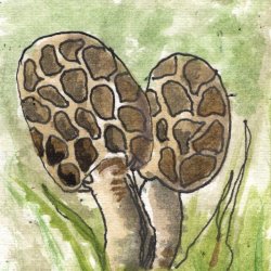 FAthon 8 Morel Mushroom