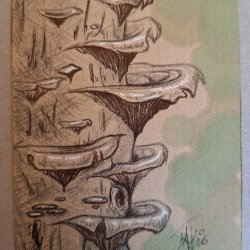 Fungi