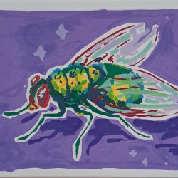 Fly
