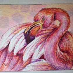 Flamingo