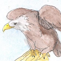 Bald Eagle 2