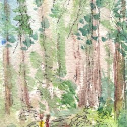 From the Redwood Forests