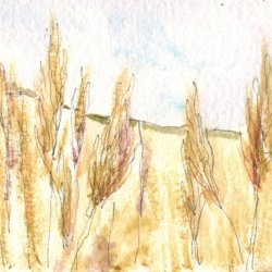 For Amber Waves of Grain