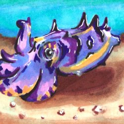 Flamboyant Cuttlefish