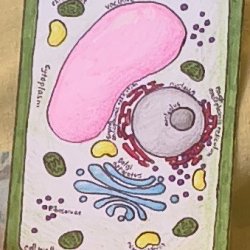 Plant cell