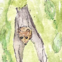FAthon 15 Fruit Bat