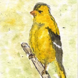 FAthon 16 Finch- American Goldfinch