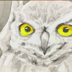 Feathered Friend V.jpeg