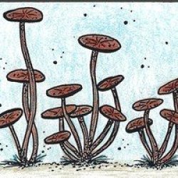 F-Athon tiny mushrooms