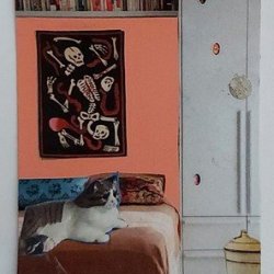 SKELLIE CAT