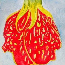 Abutulon flower