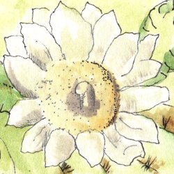 Saguaro Blossom 1