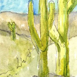 Saguaro Hills