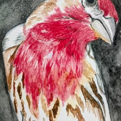 Finch