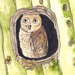 Pygmy Owl in Saguaro Cactus