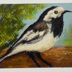 White Wagtail.jpeg
