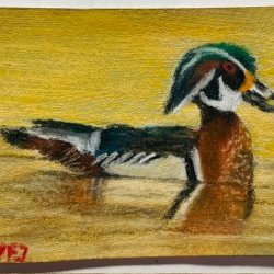 Wood Duck.jpeg