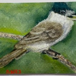 Xenopsaris Albinucha.jpeg