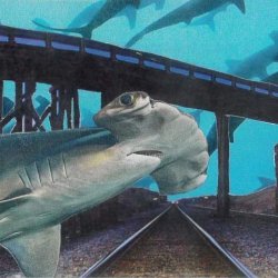Hammerhead Highway