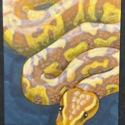 Media 'Banana Ball Python' in album 'Make Me Happy Trades'