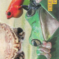 Celebrate Frogs!