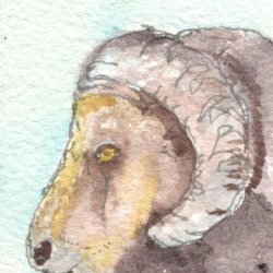 Bighorn Sheep